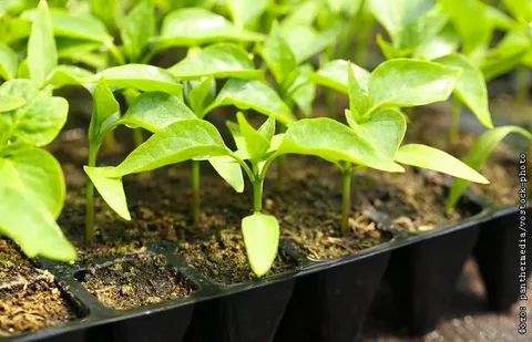 نشا فلفل دلمه‌ ای درشت و بازار پسند